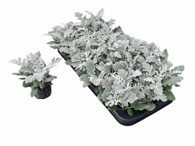 <h4>JACOBAEA MARITIMA</h4>