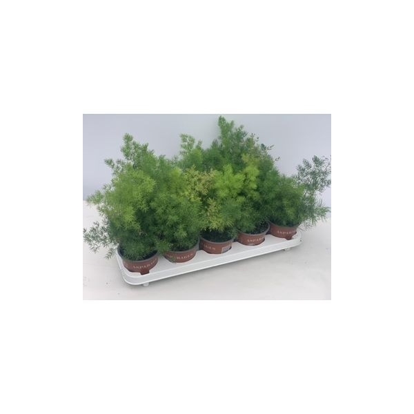 <h4>Asparagus Pyramidalis</h4>