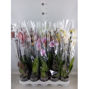 Phalaenopsis   ...mix