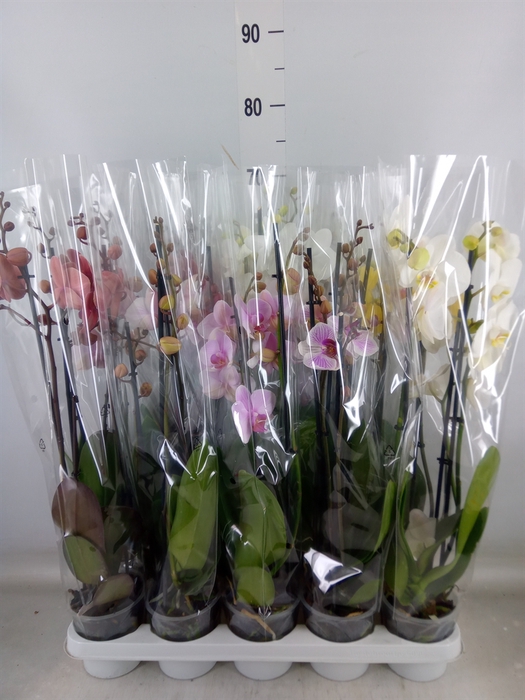 <h4>Phalaenopsis   ...mix</h4>