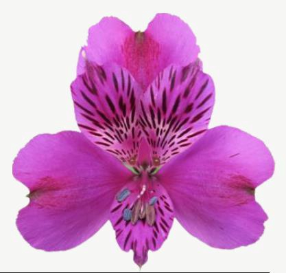 <h4>Alstr Hudson</h4>