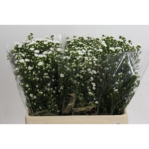 Aster Paquita