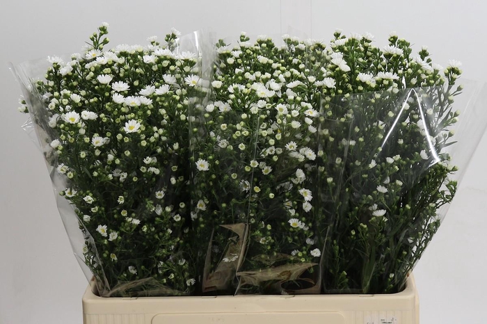 <h4>Aster Paquita</h4>