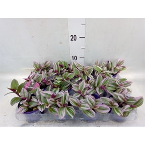 Tradescantia albif. 'Nanouk'