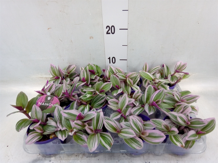 <h4>Tradescantia albif. 'Nanouk'</h4>