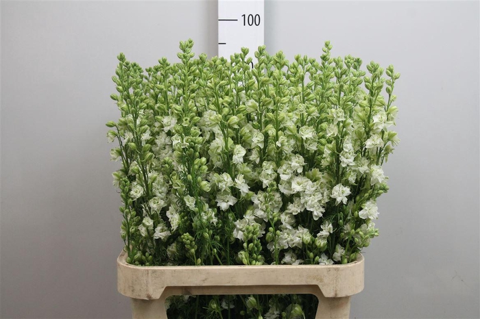 <h4>Cons R Q White</h4>