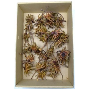 K28.SPIDERGUM CLAW X KERST