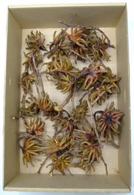 <h4>K28.SPIDERGUM CLAW X KERST</h4>