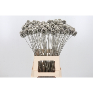 Allium Sphaero Kl Bh Platina