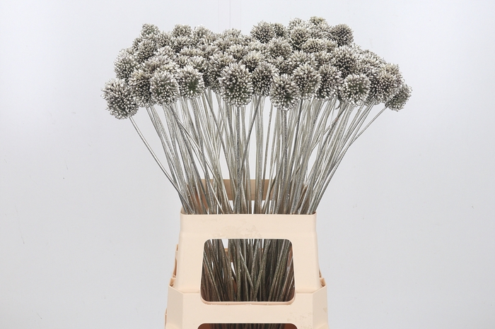 <h4>Allium Sphaero Kl Bh Platina</h4>