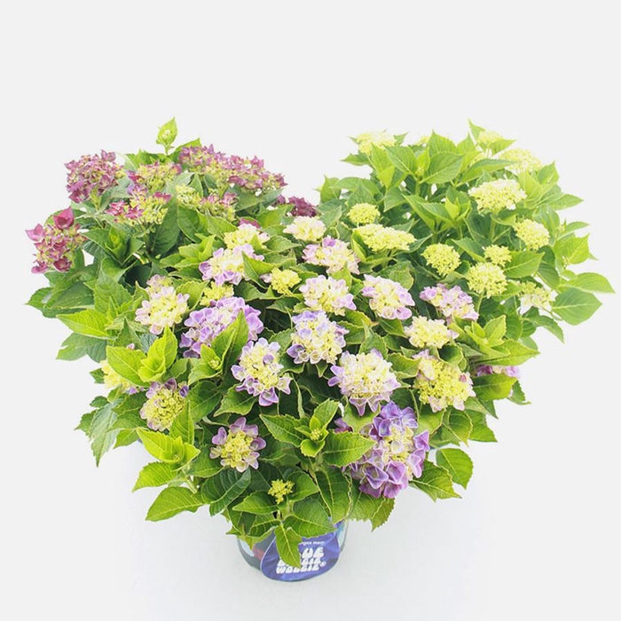 <h4>Hydrangea macr. Music Collection® MIX C5 (23cm.) Kn.</h4>