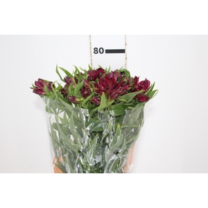 ALSTROEMERIA POMPEII 080 CM