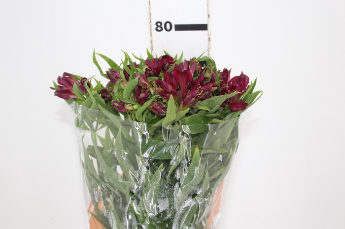<h4>ALSTROEMERIA POMPEII 080 CM</h4>