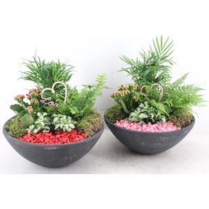 arr2 PL - Ebbischaal L - rood/roze