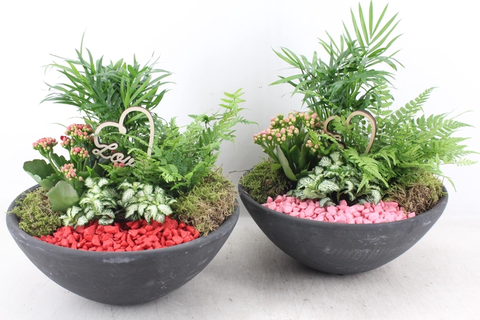 <h4>arr2 PL - Ebbischaal L - rood/roze</h4>