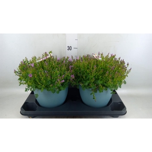 Campanula  'Ambella Pink'