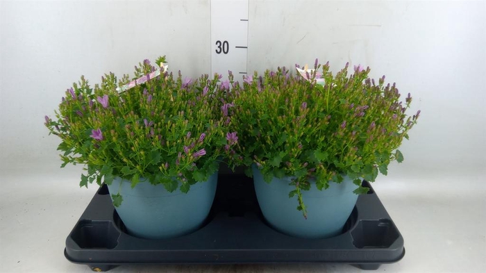 <h4>Campanula  'Ambella Pink'</h4>