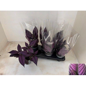 STROBILANTHES