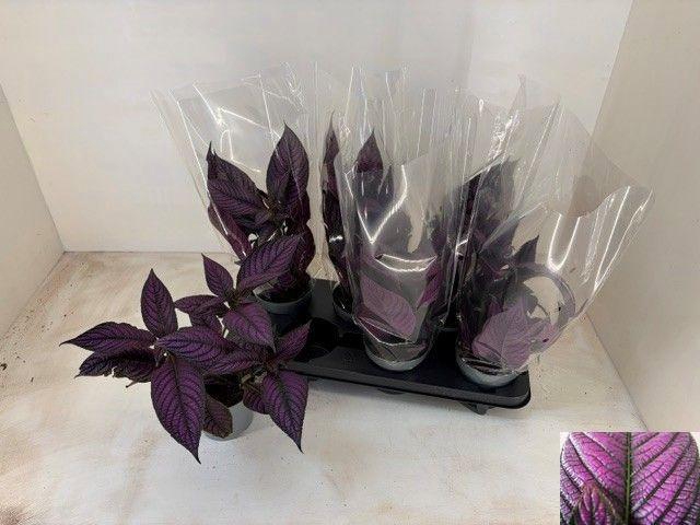 <h4>STROBILANTHES</h4>