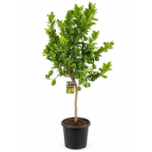 Citrus lemon