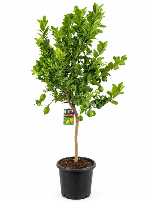 <h4>Citrus lemon</h4>