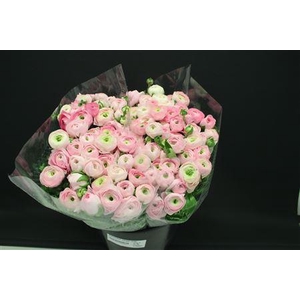 Ranonkel Zwaar Licht Rose