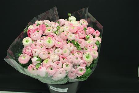 <h4>Ranonkel Zwaar Licht Rose</h4>