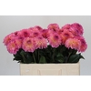 Dahlia Esli
