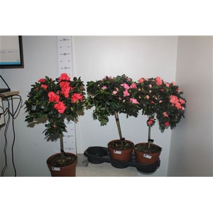 Rhodo Stam 19cm Pot 55cm