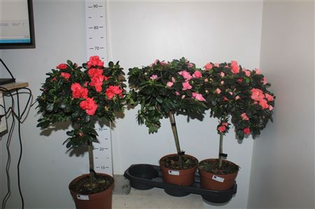 <h4>Rhodo Stam 19cm Pot 55cm</h4>