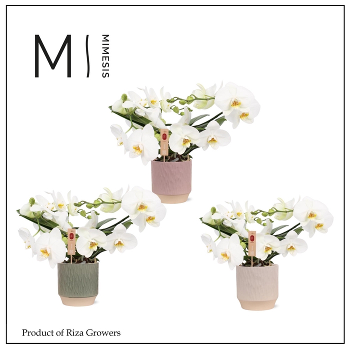 <h4>Mimesis Phal. Muse White - 25+ flowers 12cm in Luna Mix Ceramic</h4>