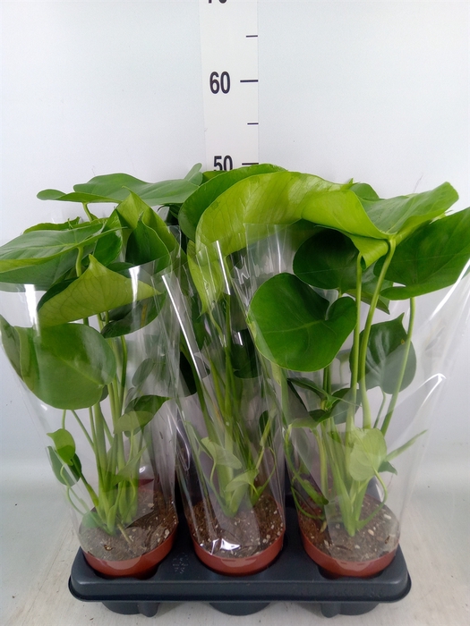 <h4>Monstera   ...</h4>