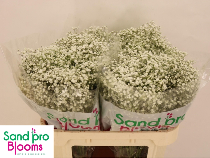 <h4>GYPS PA OPTIMUS</h4>