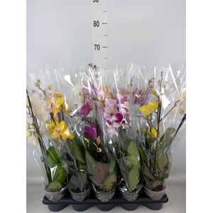 Phalaenopsis   ...mix