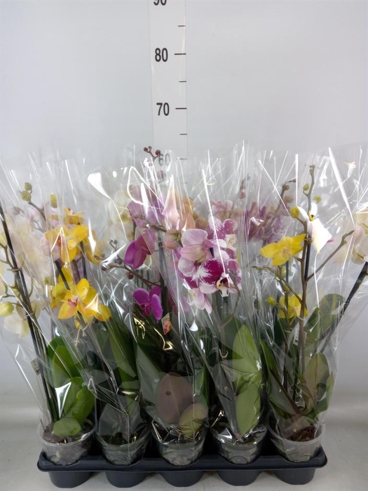 <h4>Phalaenopsis   ...mix</h4>