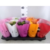 Kalanchoe blos. 'Perfecta'  ..mix 5