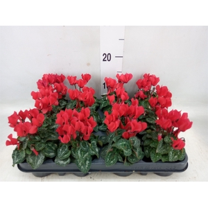 Cyclamen KL 'Verano'