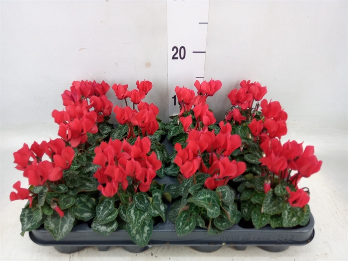 <h4>Cyclamen KL 'Verano'</h4>