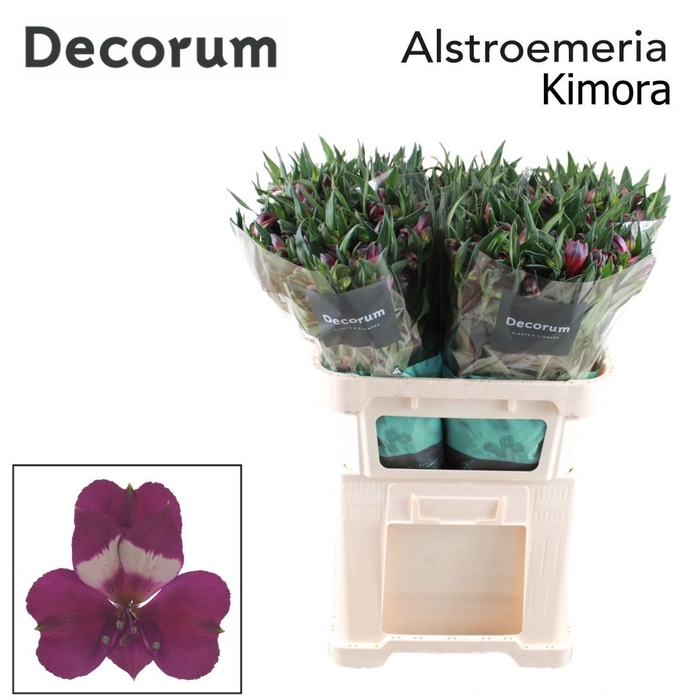 <h4>ALSTR KIMORA Decorum</h4>