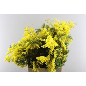 Acacia (mimosa) L75/250g