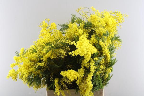 <h4>Acacia (mimosa) L75/250g</h4>