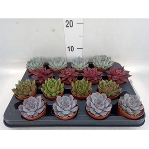 Echeveria   ...mix