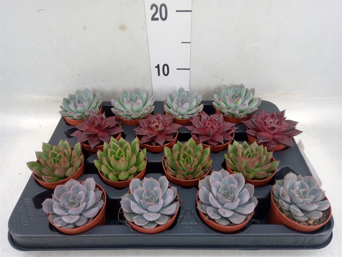 <h4>Echeveria   ...mix</h4>