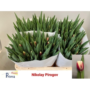 TU EN NIKOLAY PIROGO
