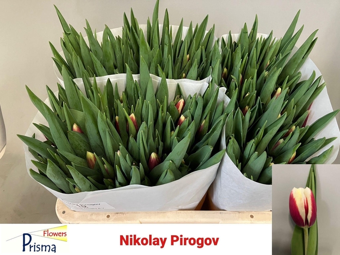 <h4>TU EN NIKOLAY PIROGO</h4>