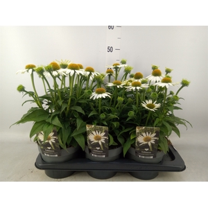 Echinacea   ...