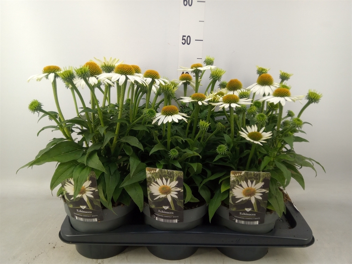 <h4>Echinacea   ...</h4>