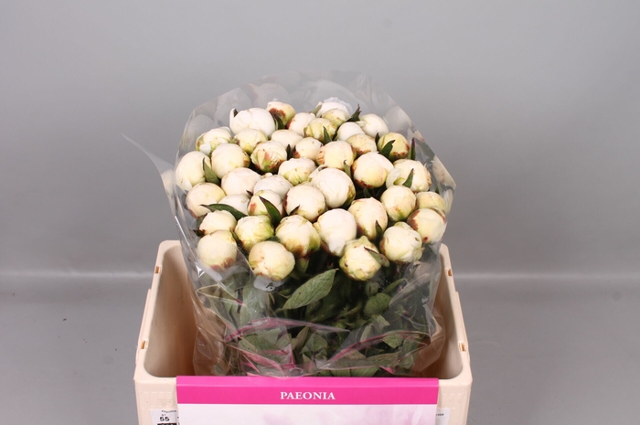 <h4>Paeonia Madame Claude Tain | Heavy Quality</h4>