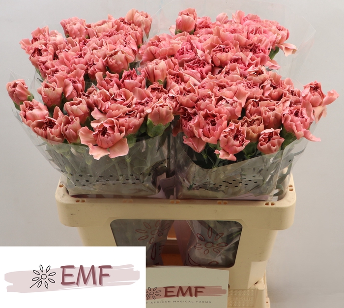 <h4>DI ST LADY DAYANA</h4>