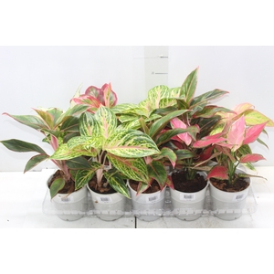AGLAONEMA VARIADA P12